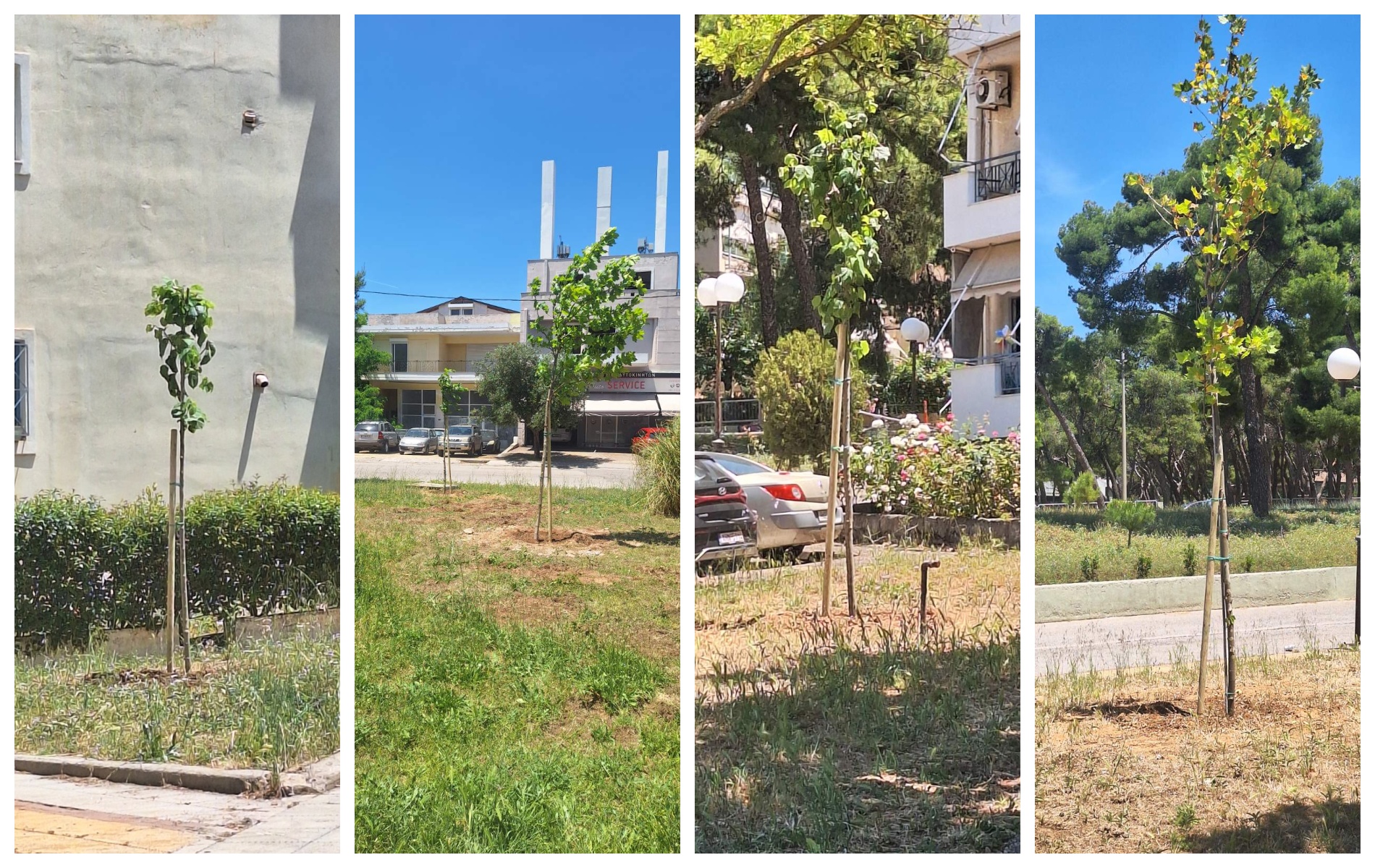 Φύτευση δέντρων στο Ηλιακό Χωριό