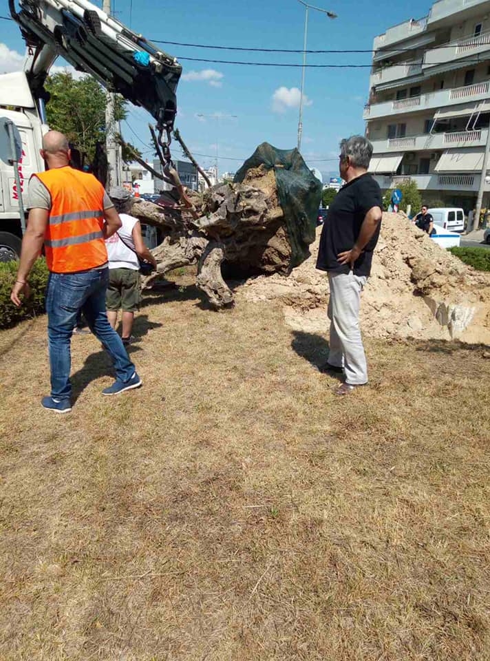 Υπεραιωνόβιες ελιές φυτεύονται σε επιλεγμένα σημεία της πόλης