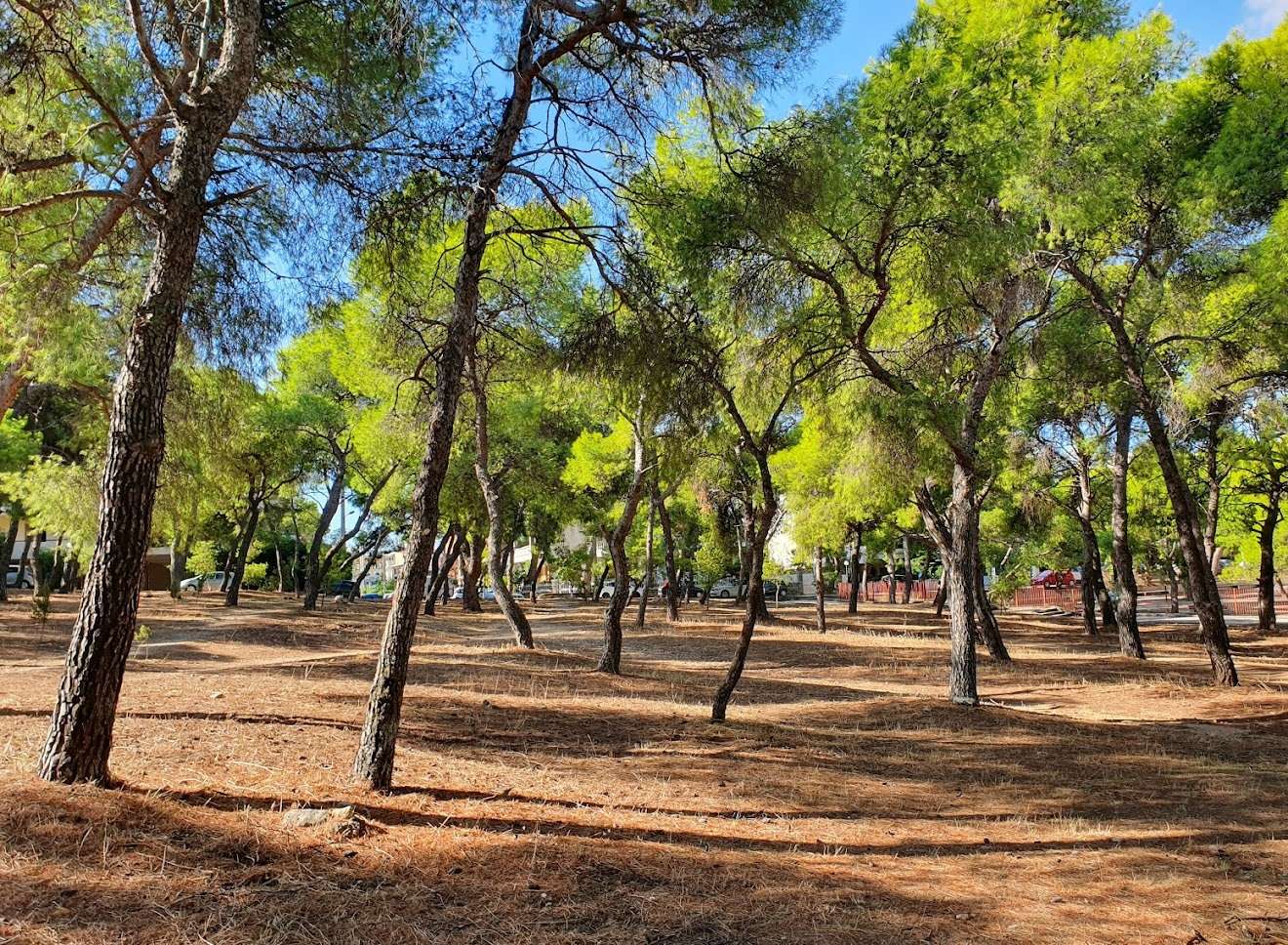 Συνάντηση με εθελοντές για τον προγραμματισμό των περιπολιών σήμερα στις 17:00 στο δάσος Κάσδαγλη 